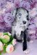 Great Dane Puppies for sale in 5416 Avenida Vaquero, Las Vegas, NV 89108, USA. price: $1,100