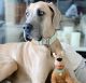 Great Dane Puppies for sale in Sacramento, CA, USA. price: NA