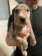 Great Dane Puppies for sale in Rossville, GA 30741, USA. price: NA