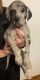 Great Dane Puppies for sale in Orange, VA 22960, USA. price: $1,000