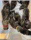 Great Dane Puppies for sale in Victorville, CA, USA. price: $2,500