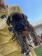Great Dane Puppies for sale in Holden, MO 64040, USA. price: NA