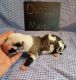 Great Dane Puppies for sale in Chillicothe, OH 45601, USA. price: $2,200