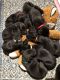 Great Dane Puppies for sale in Durham, NC 27707, USA. price: NA