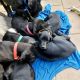 Great Dane Puppies for sale in Omaha, NE, USA. price: $1,000