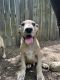 Great Dane Puppies for sale in Fort Bragg, NC, USA. price: $150