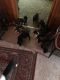Great Dane Puppies for sale in Stone Ridge, NY, USA. price: NA