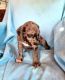 Great Dane Puppies for sale in Lynchburg, VA, USA. price: $850