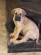Great Dane Puppies for sale in Eldred, NY 12732, USA. price: NA