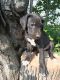 Great Dane Puppies for sale in Fairfield, CT, USA. price: NA