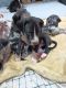 Great Dane Puppies for sale in Fairfield, CT, USA. price: $1,800