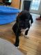 Great Dane Puppies for sale in Candler, NC 28715, USA. price: $550