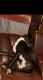 Great Dane Puppies for sale in Clarinda, IA 51632, USA. price: $50