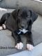 Great Dane Puppies for sale in Laguna Hills, CA, USA. price: NA