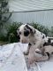 Great Dane Puppies for sale in Blount County, AL, USA. price: NA