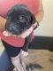 Great Dane Puppies for sale in Big Bear, CA 92314, USA. price: NA