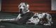 Great Dane Puppies for sale in Collegedale, TN 37363, USA. price: NA