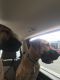 Great Dane Puppies for sale in Pittsburgh, PA, USA. price: $500