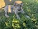 Great Dane Puppies for sale in Hubbard, OR, USA. price: NA