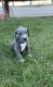 Great Dane Puppies for sale in Big Bear, CA 92314, USA. price: $800