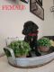 Great Dane Puppies for sale in La Puente, CA, USA. price: NA