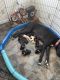 Great Dane Puppies for sale in Berlin, NH, USA. price: NA