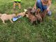 Great Dane Puppies for sale in Waldron, MI 49288, USA. price: $500