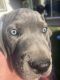 Great Dane Puppies for sale in Edwall, WA 99008, USA. price: NA