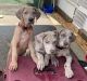 Great Dane Puppies for sale in Eagle, WI 53119, USA. price: $650