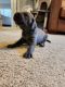 Great Dane Puppies for sale in Havelock, NC, USA. price: $1,200