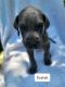 Great Dane Puppies for sale in Nixa, MO 65714, USA. price: $1,500