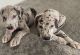 Great Dane Puppies for sale in Puyallup, WA, USA. price: $1,200
