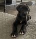 Great Dane Puppies for sale in Puyallup, WA, USA. price: $1,200