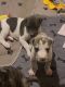 Great Dane Puppies for sale in Syracuse, NY, USA. price: $1,000