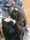 Great Dane Puppies for sale in Syracuse, NY, USA. price: $1,000