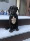 Great Dane Puppies for sale in Fall River, MA, USA. price: $1,000