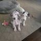 Great Dane Puppies for sale in Menifee, CA, USA. price: $140,000