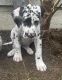 Great Dane Puppies for sale in Puyallup, WA, USA. price: $1,300