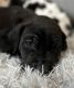 Great Dane Puppies for sale in Howe, TX, USA. price: $2,300