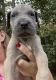 Great Dane Puppies for sale in 2076 Co Rd 230, Clanton, AL 35045, USA. price: $950
