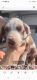 Great Dane Puppies for sale in Scranton, PA, USA. price: NA