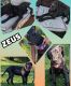 Great Dane Puppies for sale in Ross, OH, USA. price: NA