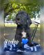 Great Dane Puppies for sale in Sac City, IA 50583, USA. price: $1,500