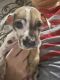 Great Dane Puppies for sale in Wichita Falls, TX, USA. price: $800