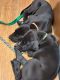Great Dane Puppies for sale in Freeport, MI 49325, USA. price: NA