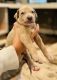Great Dane Puppies for sale in Temecula, CA 92592, USA. price: NA