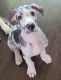 Great Dane Puppies for sale in Menifee, CA, USA. price: $1,400
