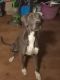 Great Dane Puppies for sale in Fresno, CA, USA. price: NA