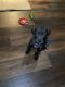 Great Dane Puppies for sale in Puyallup, WA, USA. price: $1,500