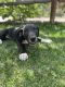 Great Dane Puppies for sale in Big Bear Lake, CA, USA. price: $300